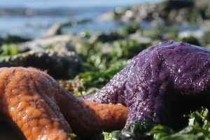 Sometimes heaven smells like wet seaweed