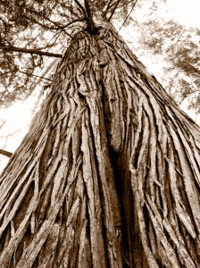 Giant trees that whine against each other in the wind at Mountain Lake